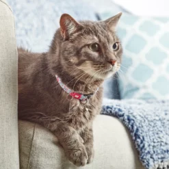 Max&Molly - GOTCHA! - Smart ID Cat Collar - Afbeelding 12