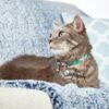 Max&Molly - GOTCHA! - Smart ID Cat Collar