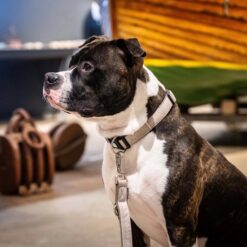 Max&Molly - GOTCHA! Smart ID - Halsband - Afbeelding 9