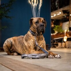 Max&Molly - GOTCHA! Smart ID - Halsband - Afbeelding 5