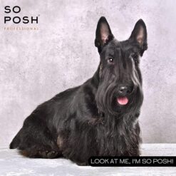 Alternative view of So Posh - I'm So Harsh - Shampoo