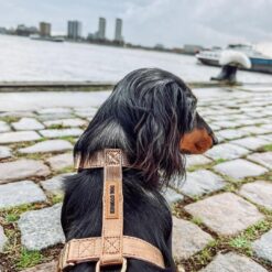 Atelier Dog Stories – Hondentuig – Rose Gold – Maat M - Afbeelding 3