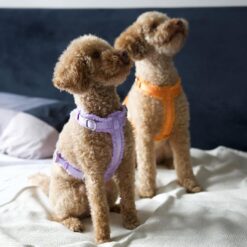 Atelier Dog Stories – Hondentuig – Teddy - Afbeelding 3